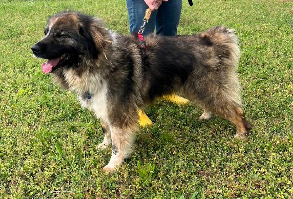 PRUGNA BELLISSIMA Foto 9